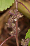 Hairy crabweed <BR>Clammyweed